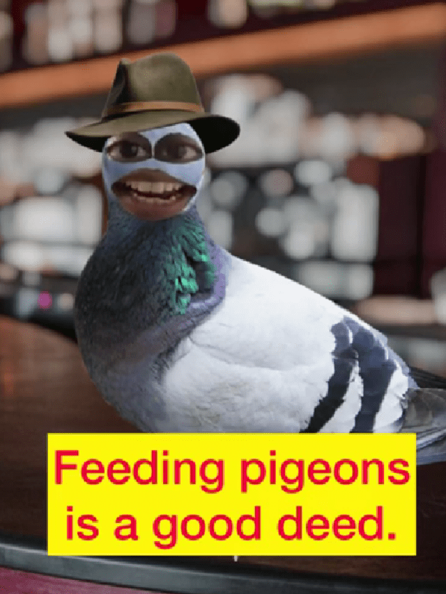 meaning-of-feeding-pigeons-is-a-good-deed-in-english